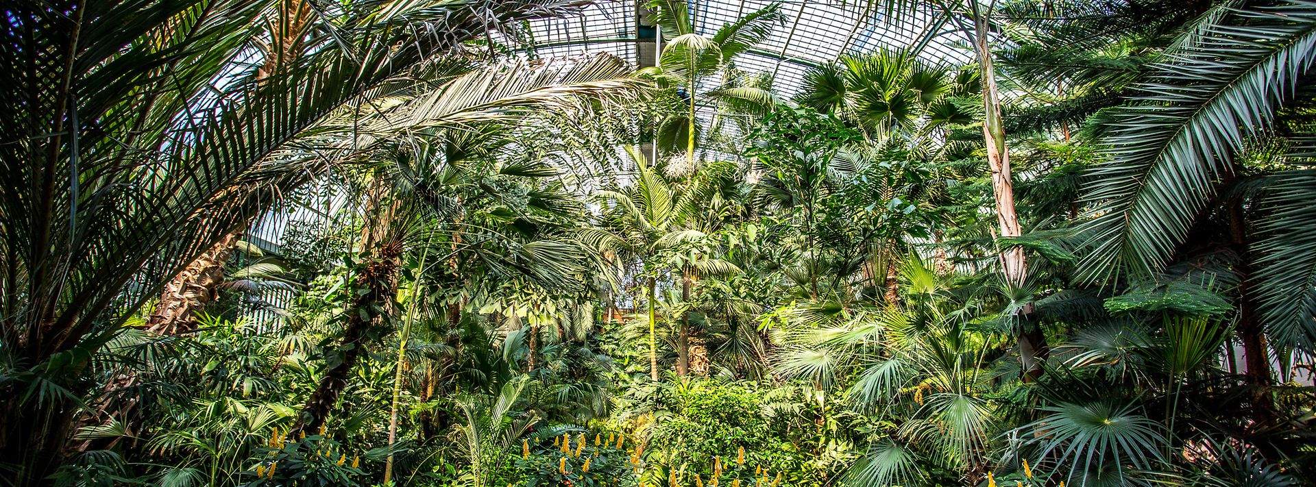 Palmen im Palmengarten Frankkfurt